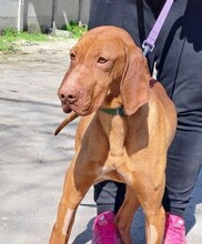 MISI, Hund, Magyar Vizsla in Ungarn - Bild 4