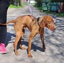MISI, Hund, Magyar Vizsla in Ungarn - Bild 5
