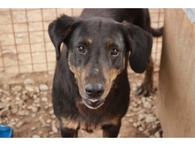 DARLOS, Hund, Mischlingshund in Rumänien - Bild 1