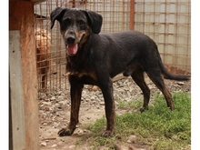 DARLOS, Hund, Mischlingshund in Rumänien - Bild 2