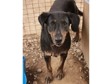 DARLOS, Hund, Mischlingshund in Rumänien - Bild 3