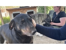 DARLOS, Hund, Mischlingshund in Rumänien - Bild 4