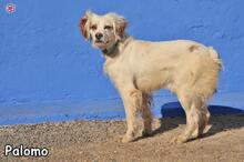 PALOMO, Hund, Epagneul Breton in Donzdorf - Bild 2