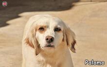 PALOMO, Hund, Epagneul Breton in Donzdorf - Bild 3