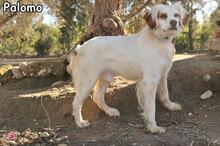PALOMO, Hund, Epagneul Breton in Donzdorf - Bild 4