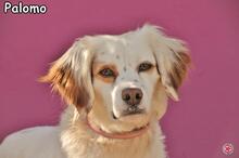 PALOMO, Hund, Epagneul Breton in Donzdorf - Bild 5