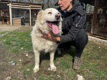 ANJA, Hund, Mischlingshund in Rumänien - Bild 3