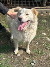 ANJA, Hund, Mischlingshund in Rumänien - Bild 4