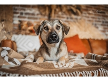 FLASH, Hund, Mischlingshund in Heidenrod