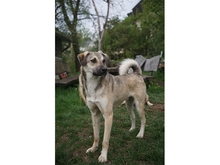 FLASH, Hund, Mischlingshund in Heidenrod - Bild 10