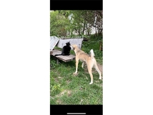 FLASH, Hund, Mischlingshund in Heidenrod - Bild 12