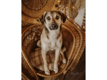 FLASH, Hund, Mischlingshund in Heidenrod - Bild 2
