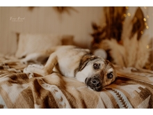FLASH, Hund, Mischlingshund in Heidenrod - Bild 3
