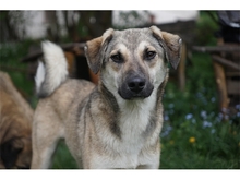 FLASH, Hund, Mischlingshund in Heidenrod - Bild 4