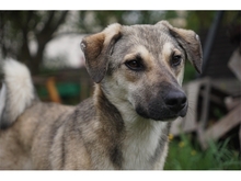 FLASH, Hund, Mischlingshund in Heidenrod - Bild 5