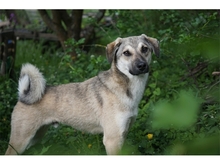 FLASH, Hund, Mischlingshund in Heidenrod - Bild 6