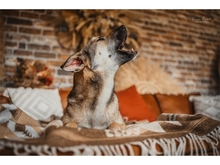FLASH, Hund, Mischlingshund in Heidenrod - Bild 9