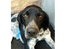 PATCH, Hund, Mischlingshund in Werneck - Bild 1