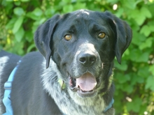 PATCH, Hund, Mischlingshund in Werneck - Bild 2