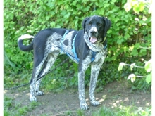 PATCH, Hund, Mischlingshund in Werneck - Bild 3