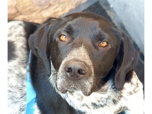 PATCH, Hund, Mischlingshund in Werneck - Bild 4
