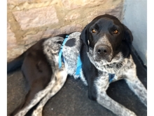 PATCH, Hund, Mischlingshund in Werneck - Bild 5