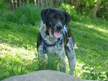 PATCH, Hund, Mischlingshund in Werneck - Bild 6