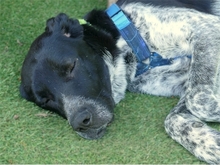 PATCH, Hund, Mischlingshund in Werneck - Bild 8