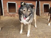 ALINA, Hund, Mischlingshund in Rumänien - Bild 4