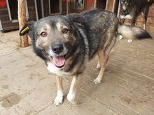 ALINA, Hund, Mischlingshund in Rumänien - Bild 6