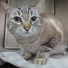 REINA, Katze, Siam-Mix in Spanien