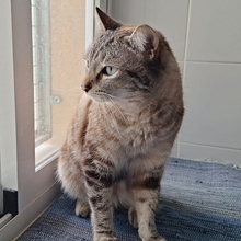REINA, Katze, Siam-Mix in Spanien - Bild 2