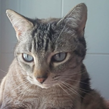 REINA, Katze, Siam-Mix in Spanien - Bild 3