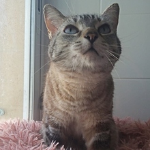REINA, Katze, Siam-Mix in Spanien - Bild 4