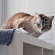 REINA, Katze, Siam-Mix in Spanien - Bild 5