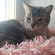 REINA, Katze, Siam-Mix in Spanien - Bild 6