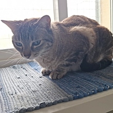REINA, Katze, Siam-Mix in Spanien - Bild 7