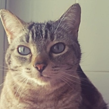REINA, Katze, Siam-Mix in Spanien - Bild 8