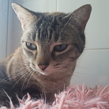 REINA, Katze, Siam-Mix in Spanien - Bild 9