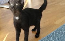 MILKA, Katze, Europäisch Kurzhaar-Mix in München - Bild 2
