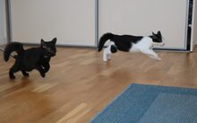 MILKA, Katze, Europäisch Kurzhaar-Mix in München - Bild 4