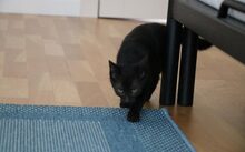 MILKA, Katze, Europäisch Kurzhaar-Mix in München - Bild 5