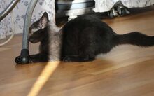 MILKA, Katze, Europäisch Kurzhaar-Mix in München - Bild 6