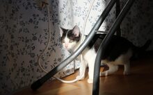MISSY, Katze, Europäisch Kurzhaar-Mix in München - Bild 2