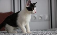 MISSY, Katze, Europäisch Kurzhaar-Mix in München - Bild 3