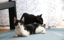 MISSY, Katze, Europäisch Kurzhaar-Mix in München - Bild 4