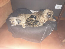 DUNIA, Hund, Mischlingshund in Spanien - Bild 10