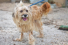 DUNIA, Hund, Mischlingshund in Spanien - Bild 2