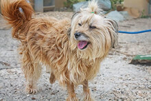 DUNIA, Hund, Mischlingshund in Spanien - Bild 3