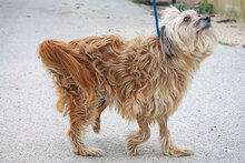 DUNIA, Hund, Mischlingshund in Spanien - Bild 4
